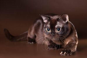 Британский кот коричневый