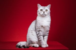 Порода кошек шотландская прямоухая
