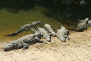 Остров крокодилов