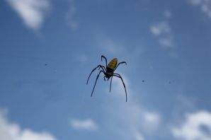 Летающий паук