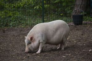 Сальные породы свиней