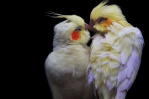 Корелла и волнистый попугай