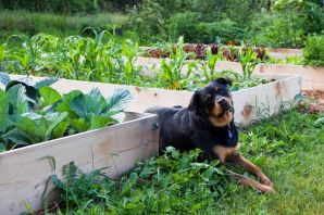 Земляная собака в огороде