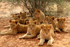Львы африканские