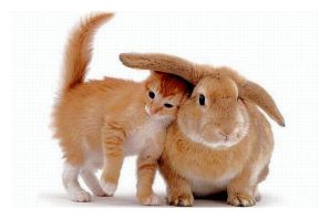 Гибрид зайца и кролика