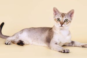 Сингапура кошка