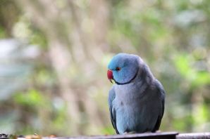 Ожереловый попугай голубой