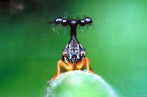 Горбатка бразильская насекомое