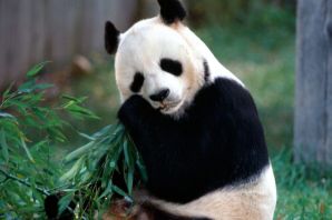 Лысая панда