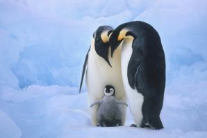Коричневый пингвин