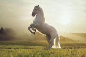 Лучшие скаковые лошади мира