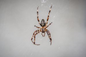 Бежевый паук