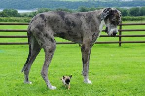Самая большая собака в мире порода