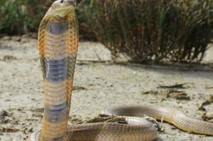 Змеи узбекистана