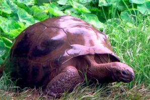 Самая крупная черепаха в мире