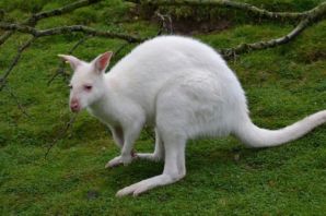 Белый кенгуру