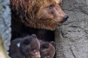 Детеныш медведя