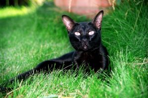 Черная кошка перебежала дорогу