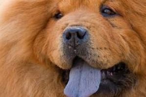 Собака с фиолетовым языком