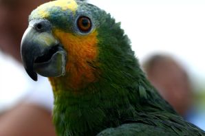 Венесуэльский амазон попугай