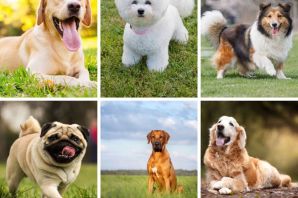 Мелкие и средние породы собак