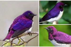 Фиолетовая птичка