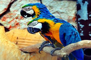 Африканский попугай