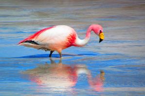 Андский фламинго