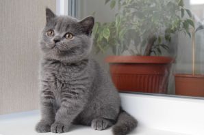 Шотландский кот прямоухий серый