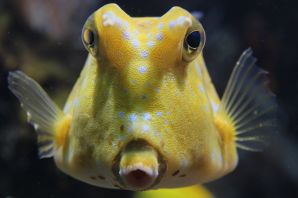 Рыбка с выпученными глазами