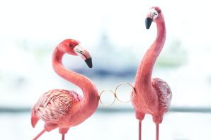 Язык фламинго