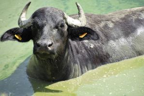 Водяной буйвол