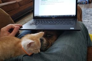 Котик за ноутбуком
