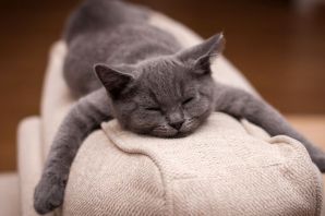 Подушка кошка