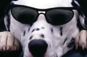 Пес в очках