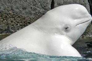 Белые дельфины белуха