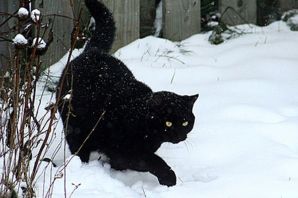 Черный кот за углом