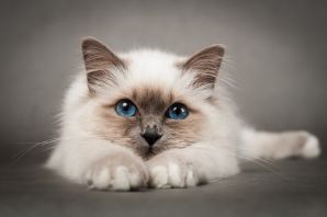 Коты с большими глазами