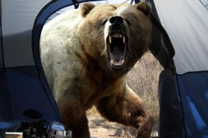 Самый опасный медведь в мире