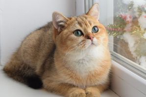 Британский кот золотая шиншилла