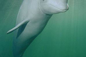 Белуга дельфин