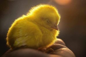 Новорожденный цыпленок