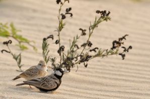 Пустынные птицы
