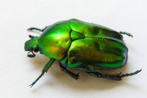 Большой зеленый жук
