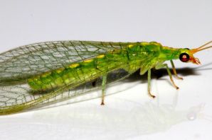 Зеленоглазка насекомое