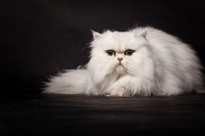 Персидская кошка серая