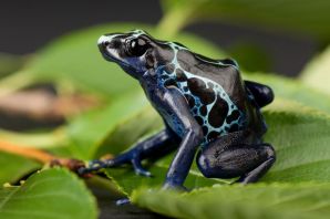 Черная жаба