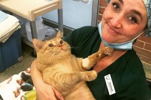 Ожирение у кошек