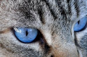Светлый кошачий глаз