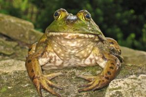 Толстая жаба